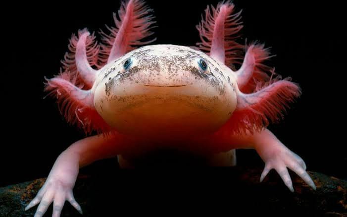 Axolotl
